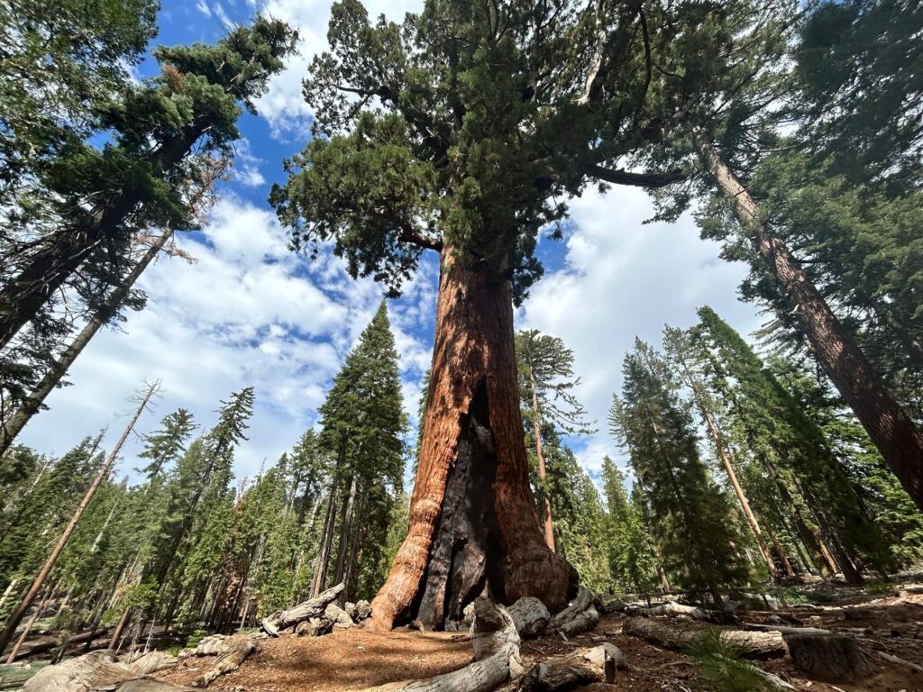 Mariposa Grove - La forêt de séquoias géants - Yosemite National Park