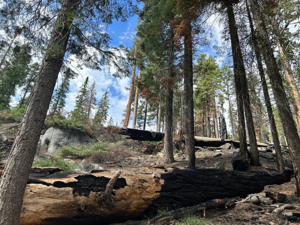 Mariposa Grove - La forêt de séquoias géants - Yosemite National Park