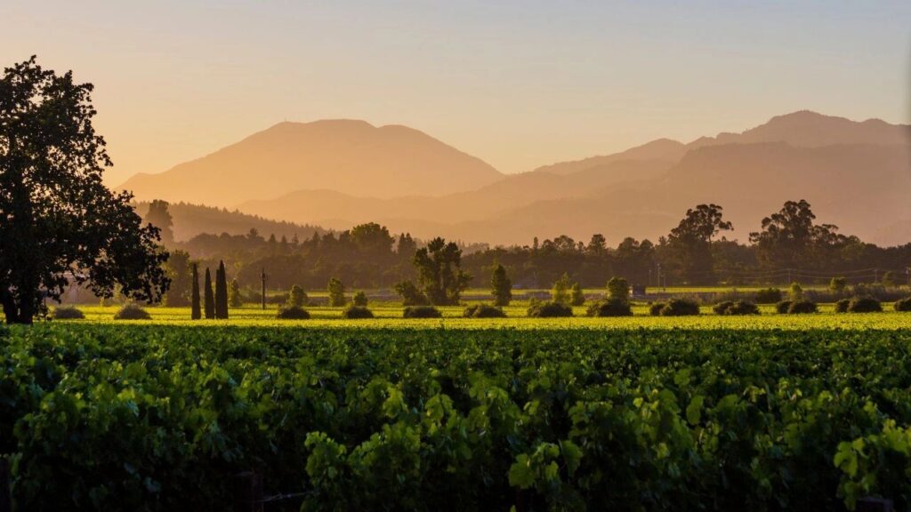 Napa Valley - Road Trip en Californie