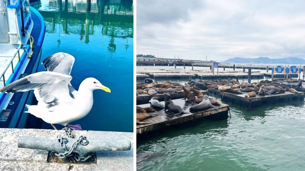 San Francisco Pier 39