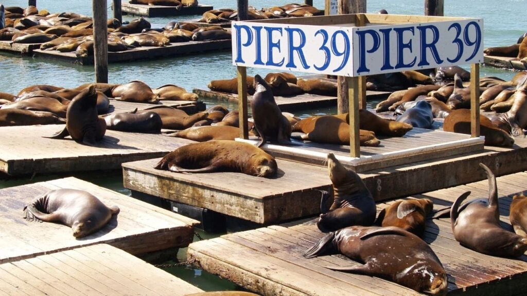 San Francisco Pier 39