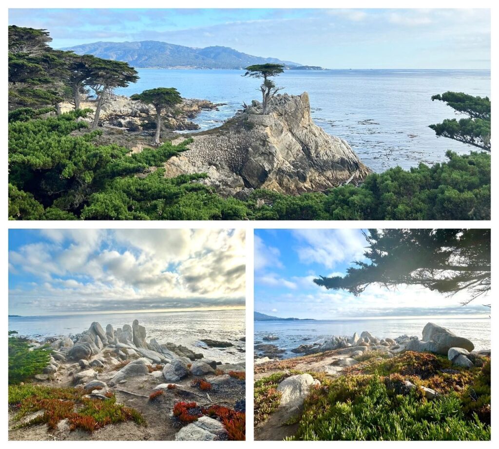 Lone Cypress 17-mile drive Monterey - Road Trip en Californie