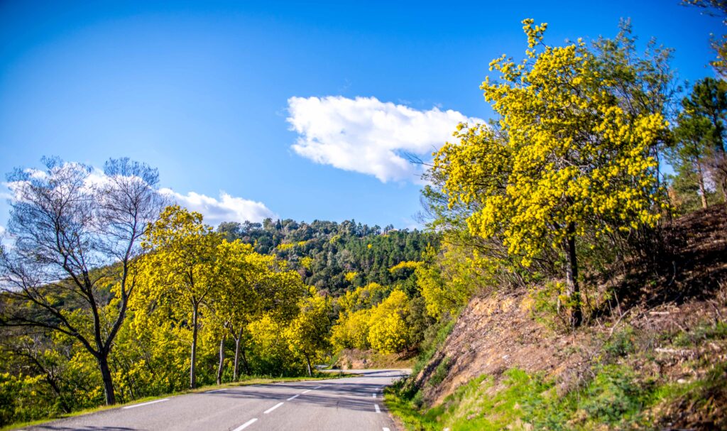 La Route du Mimosa sur Côte d'Azur