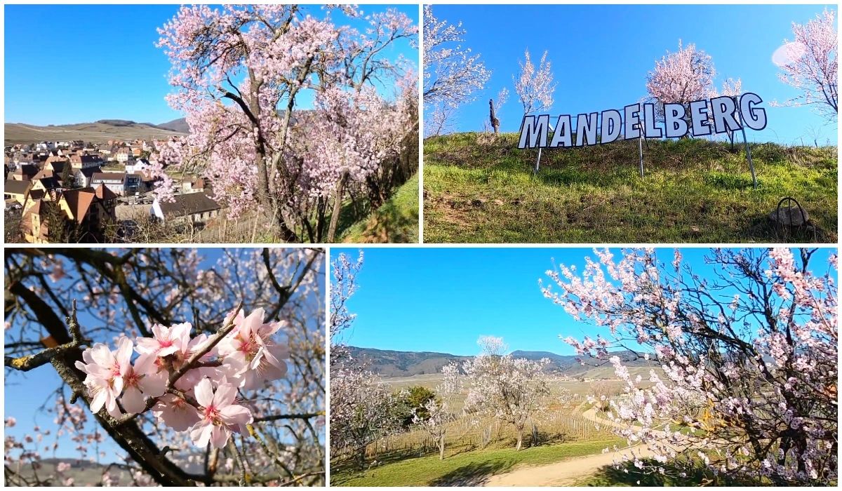 Colline des Amandiers à Mittelwihr en Alsace - Les Plus Beaux Paysages Fleuris de France