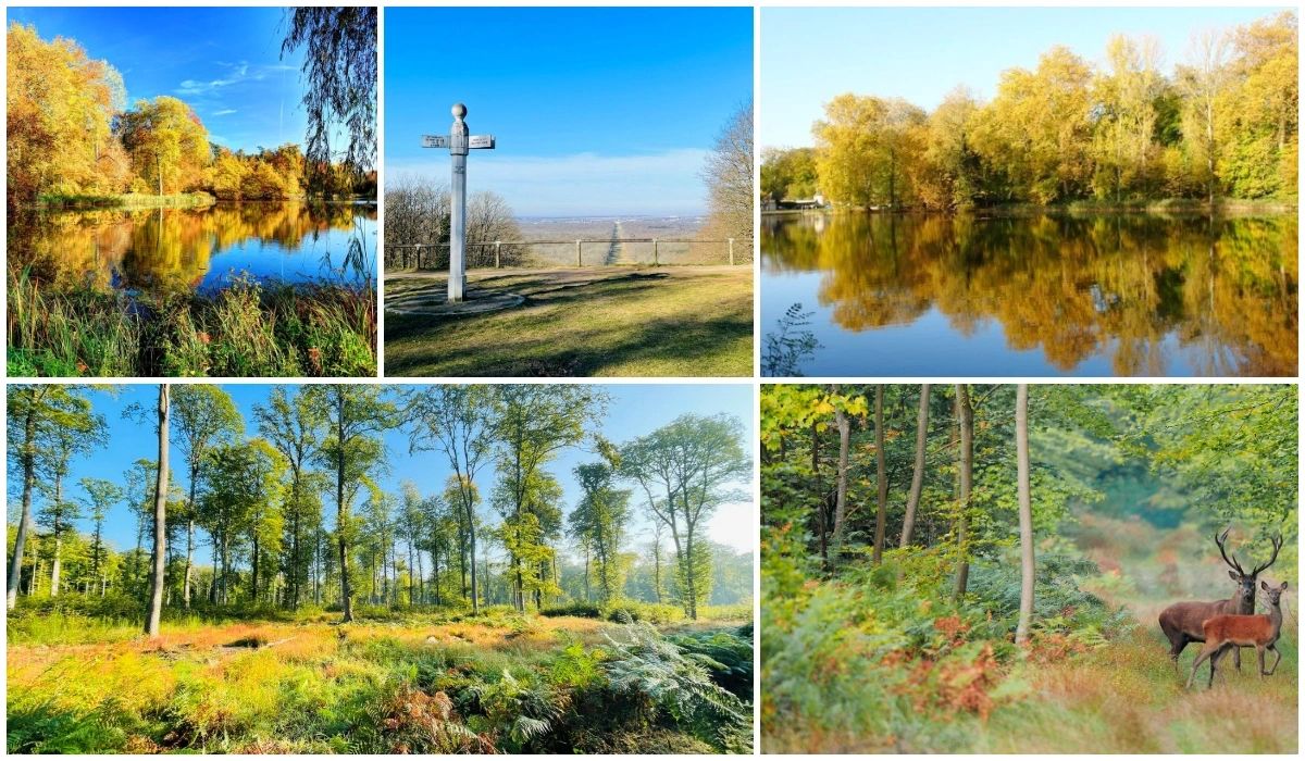 La forêt de Compiègne - Oise - Picardie