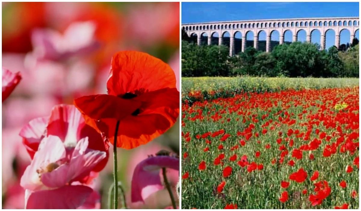 Champ de coquelicots à Ventabren - Vue sur l'Aqueduc de Roquefavour 