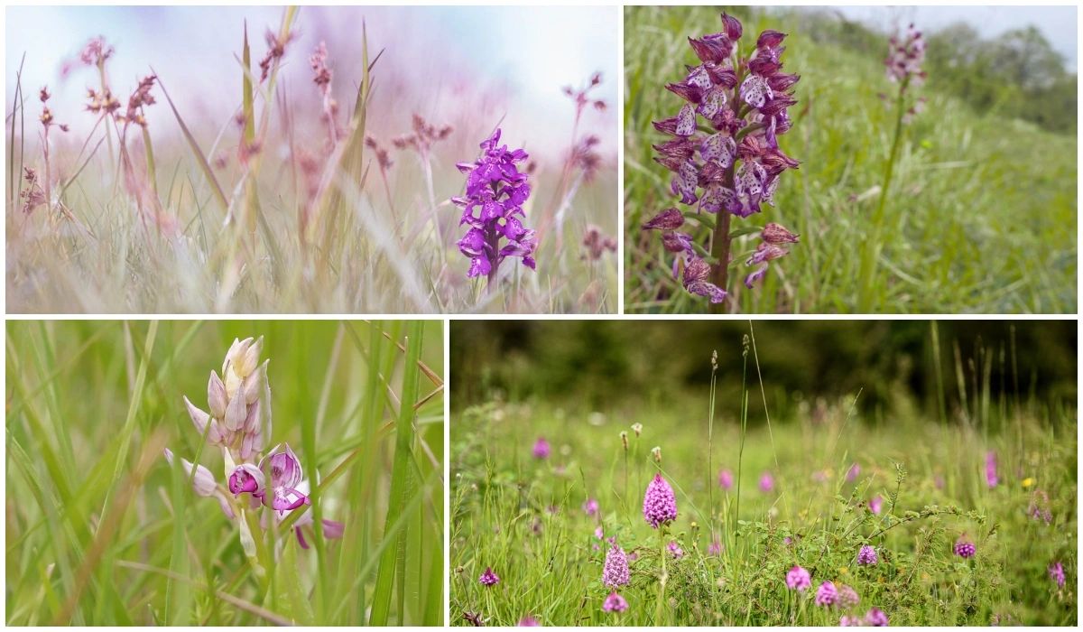 Orchidées sauvages