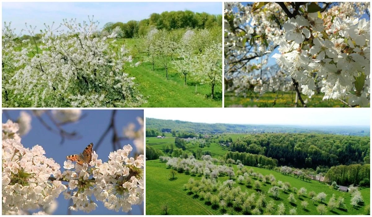 Cerisiers en fleurs à Fougerolles - Parc naturel régional des Ballons des Vosges - Les Plus Beaux Paysages Fleuris de France