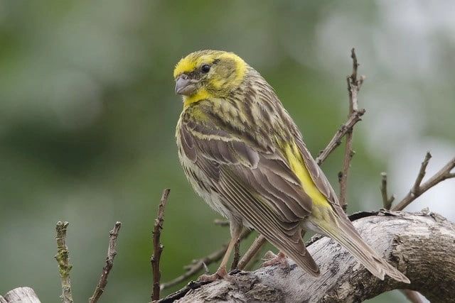  Le serin cini