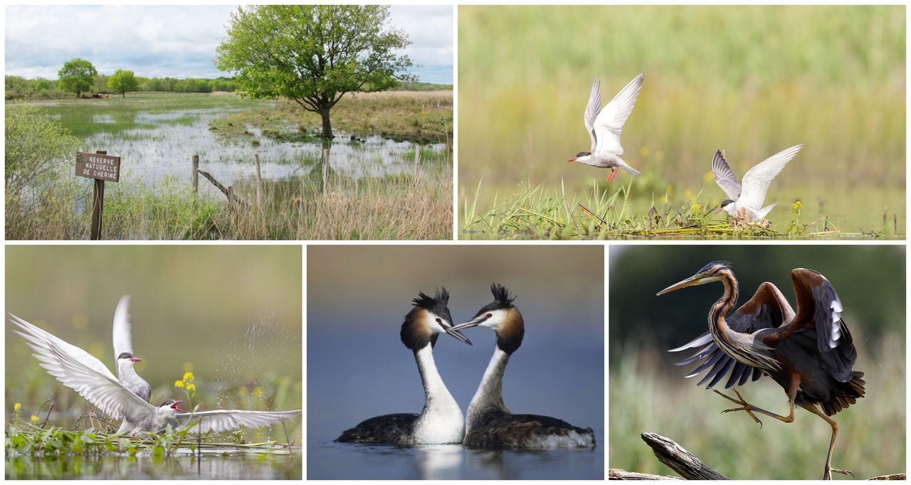 Réserve Naturelle de Chérine - Parc naturel régional de la Brenne