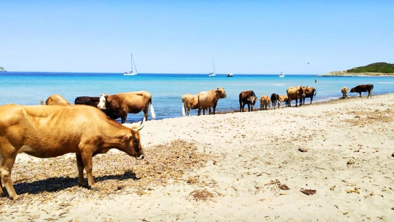 Plage Barcaggio Cap Corse