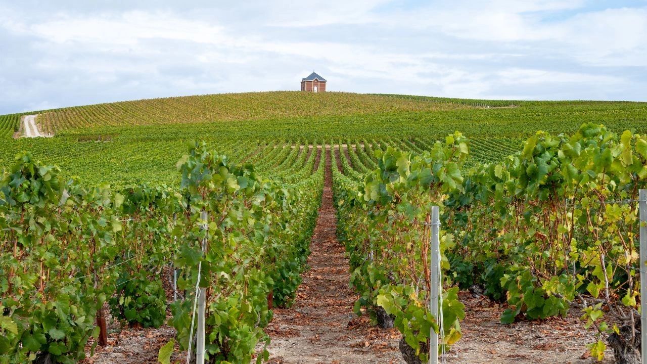 La Côte des Blancs Route du Champagne