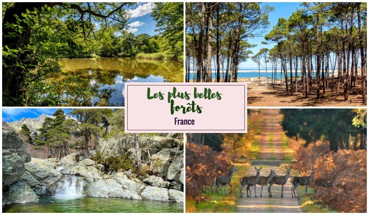 Les plus belles forêts de France pour une balade romantique