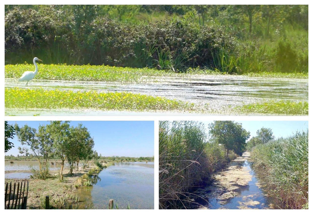 Les marais du Vigueirat - Camargue