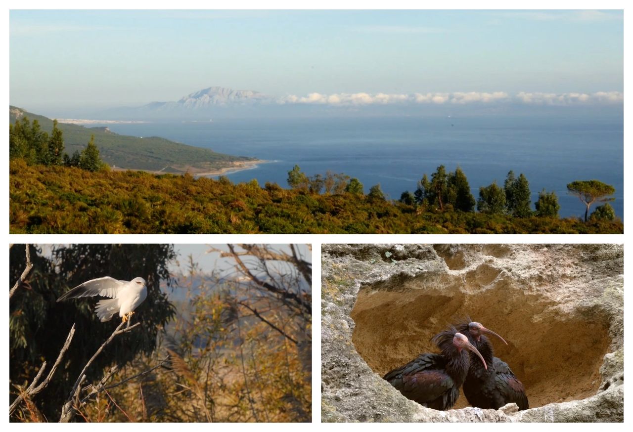 Observation des Oiseaux - Le Parc Naturel du Détroit de Gibraltar - Birdwatching