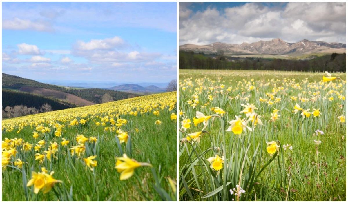 Jonquilles en Auvergne - Les Plus Beaux Paysages Fleuris de France