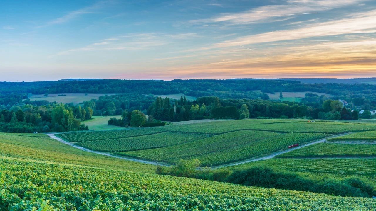 Route du Champagne Montagne de Reims