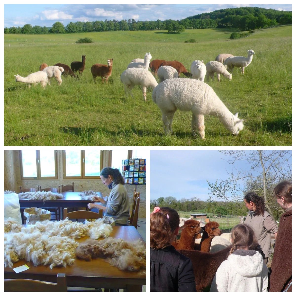 Alpagas du Quercy - Ferme d'élevage d'alpagas