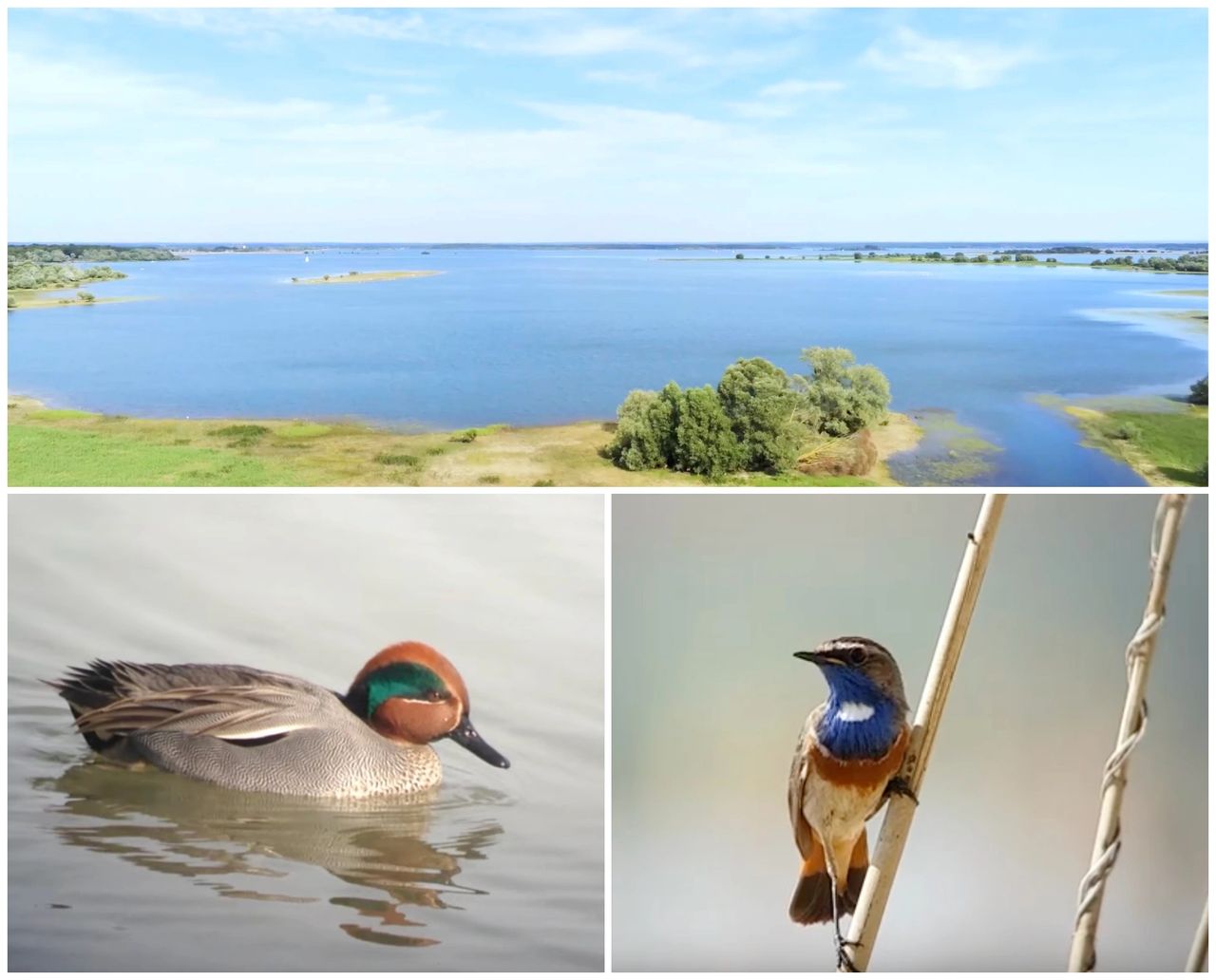 Champagne - Le Lac du Der-Chantecoq