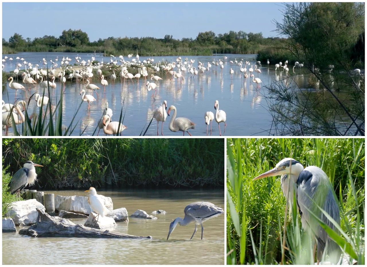 Le Parc Ornithologique du Pont de Gau - Camargue