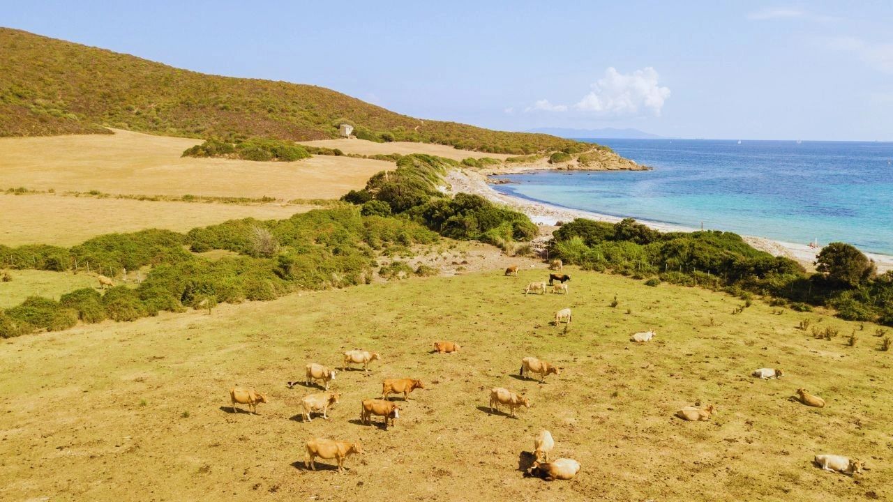 plage de Tamarone Cap Corse