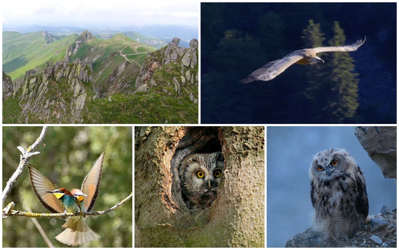 Les oiseaux en Auvergne - Des rives de l'Allier aux sommets des volcans