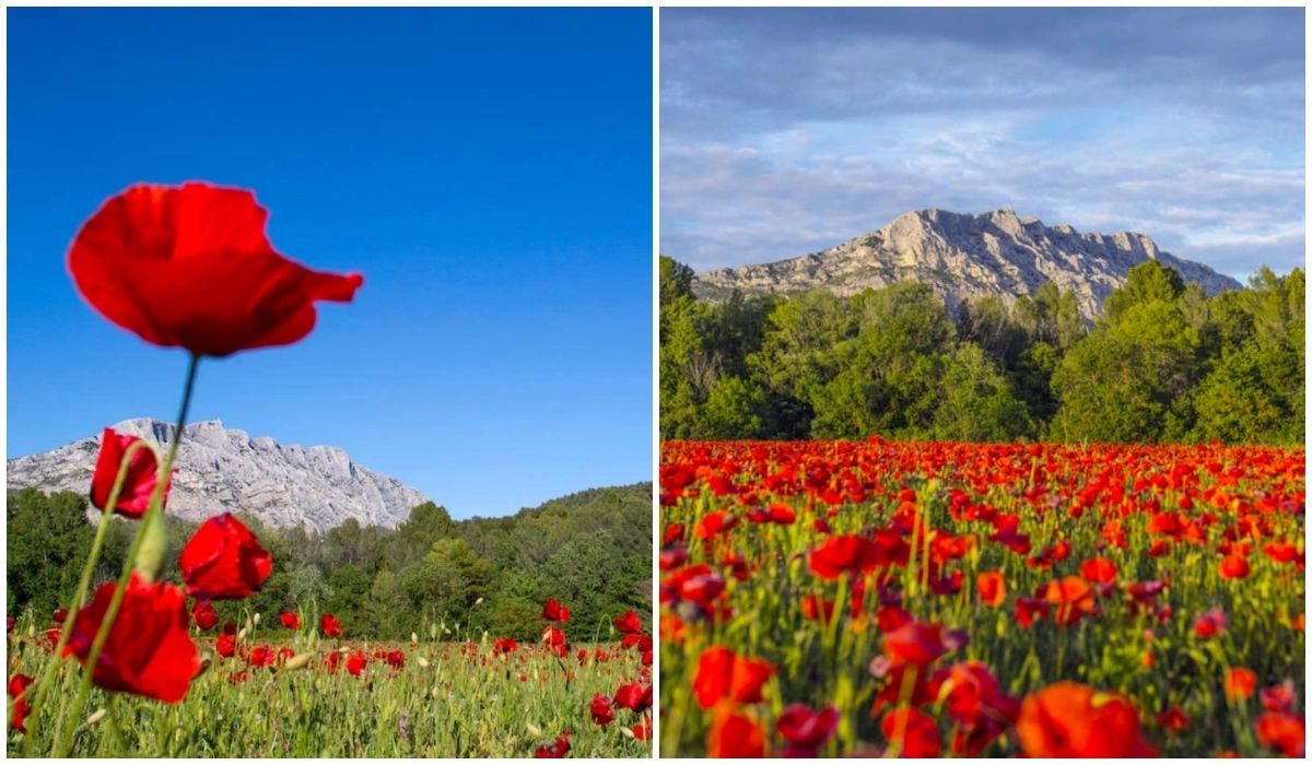 Champ de coquelicots près de Aix-en-Provence - Vue sur la Montagne Sainte Victoire - Les Plus Beaux Paysages Fleuris de France