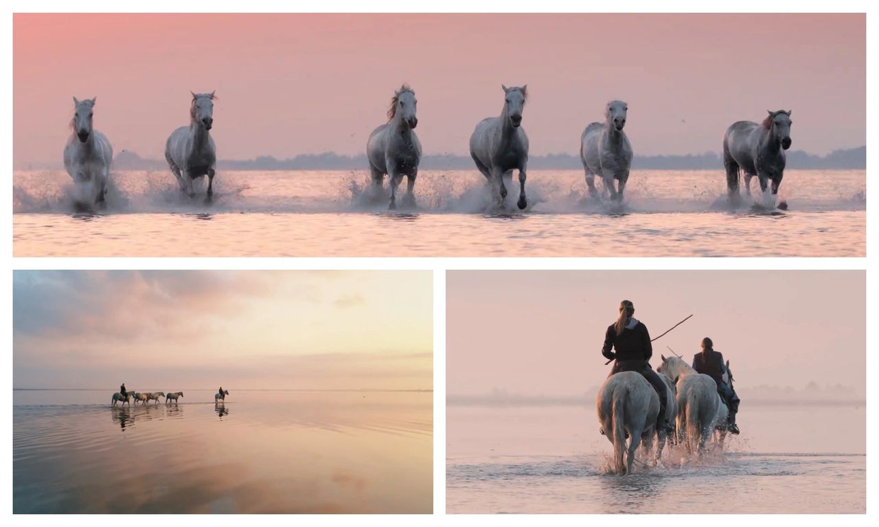 Balades à cheval en Camargue