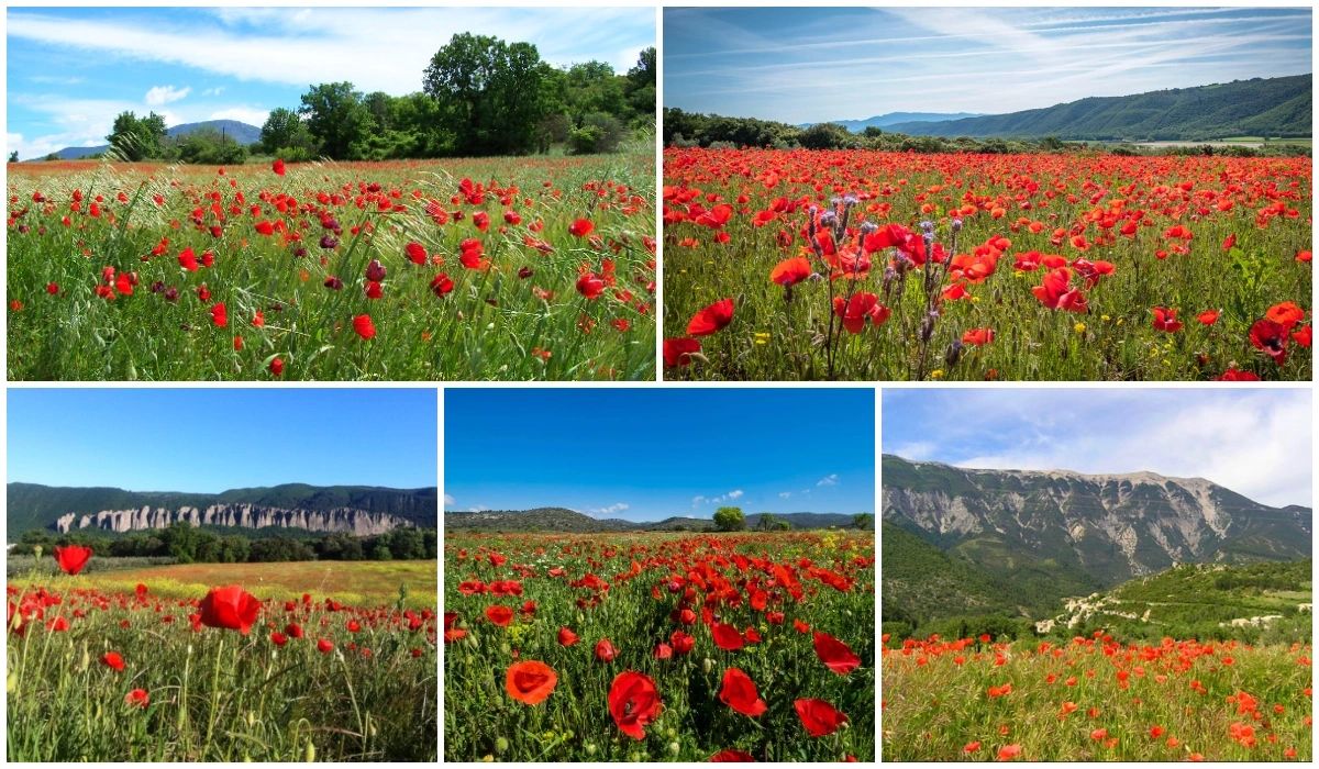 Champs de coquelicots dans le Vaucluse et Alpes de Haute Provence