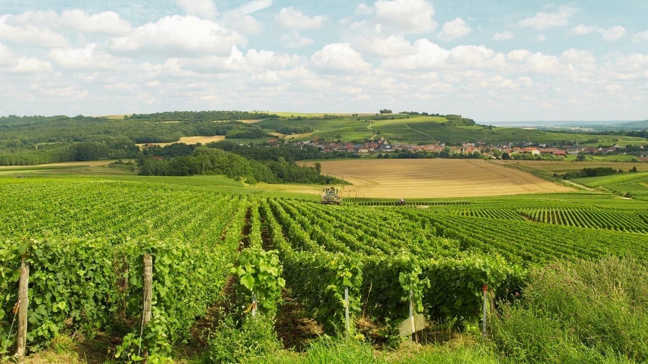 Route du Champagne Massif de Saint Thierry et la Vallée de l'Ardre