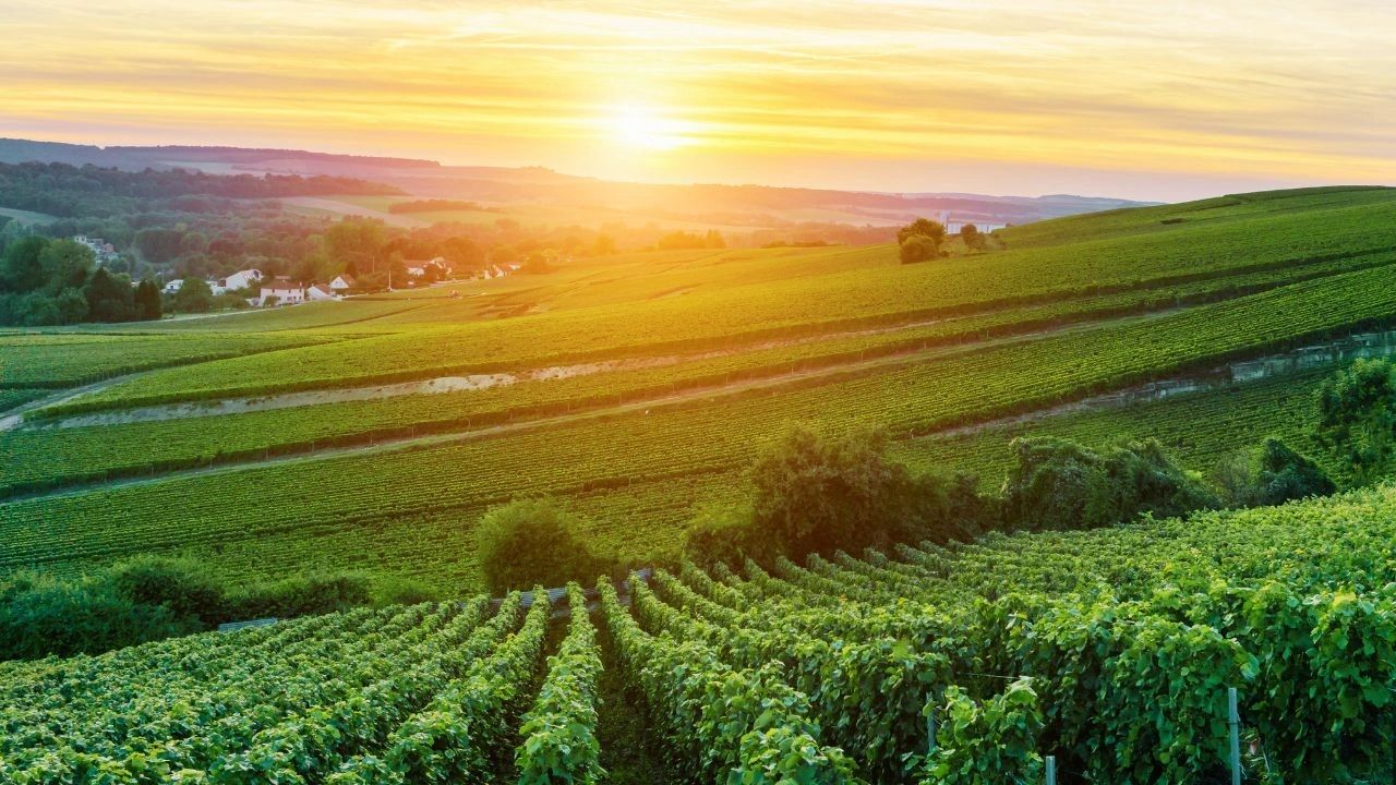 Montagne de Reims - Route du Champagne