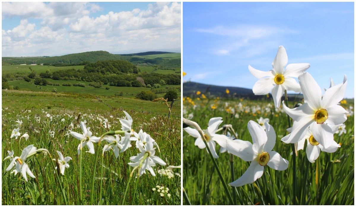 Narcisses - Plateau de l'Aubrac - Les Plus Beaux Paysages Fleuris de France