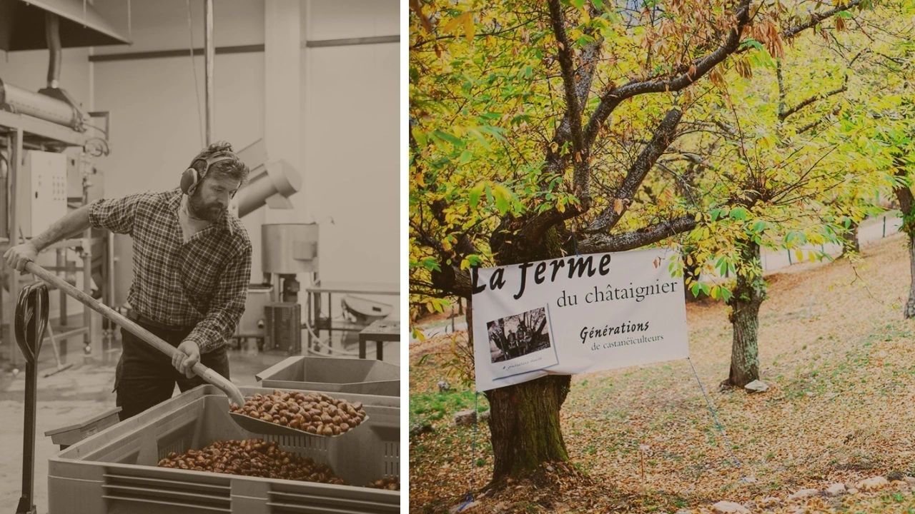 Initiation à la castanéiculture en Ardèche