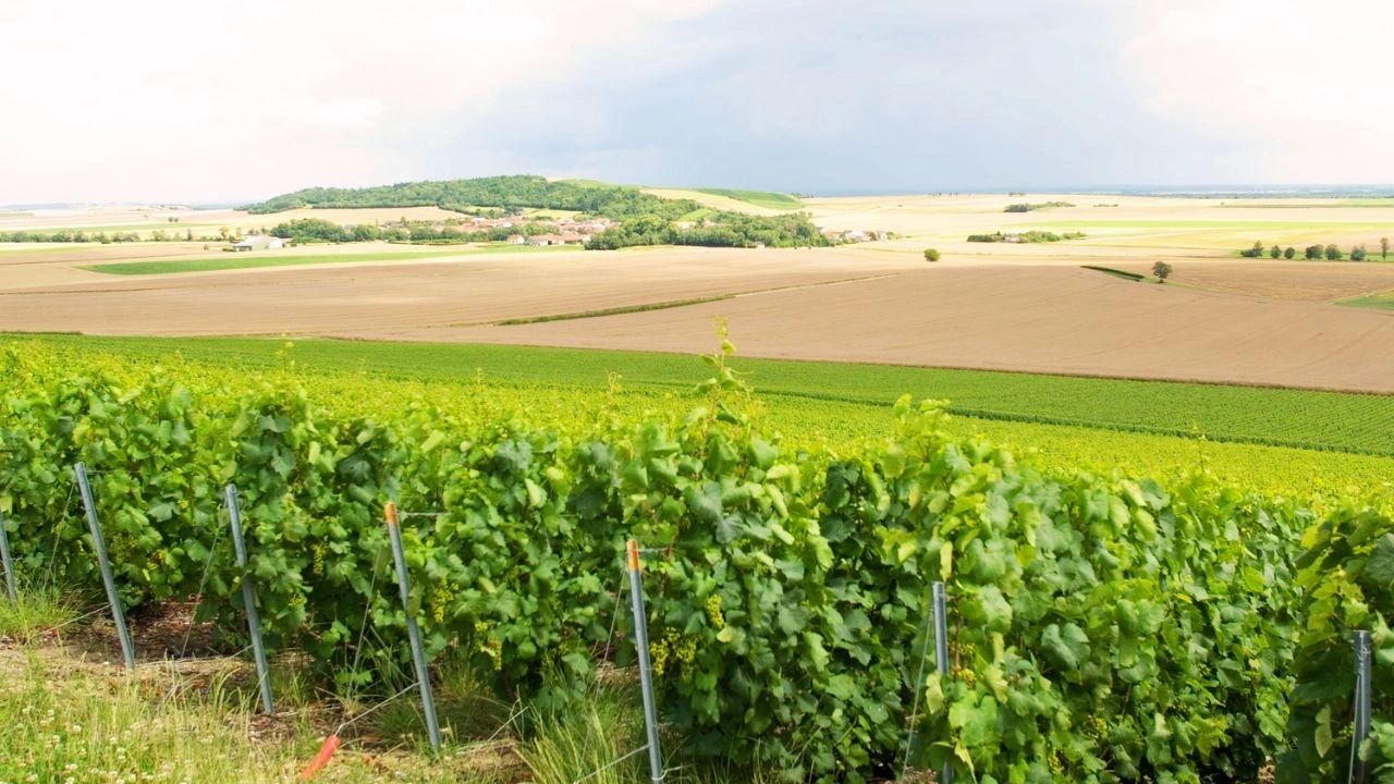 Les coteaux Vitryats Route du Champagne