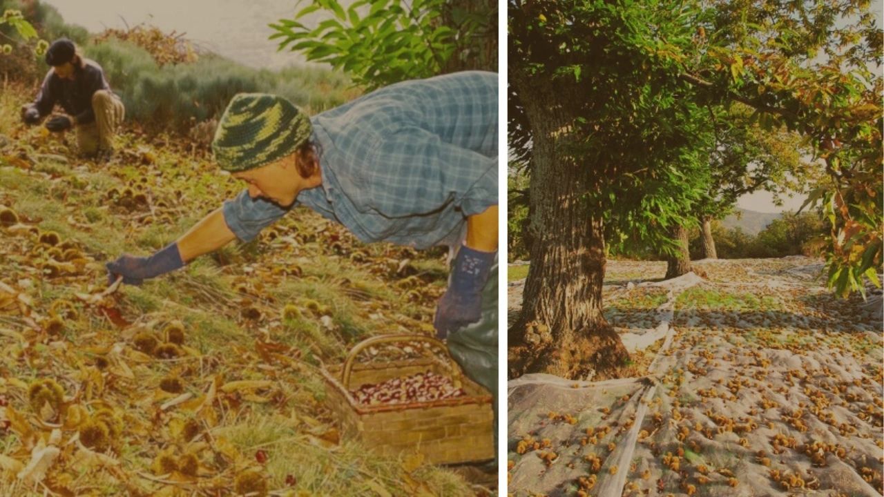 Initiation à la castanéiculture en Ardèche