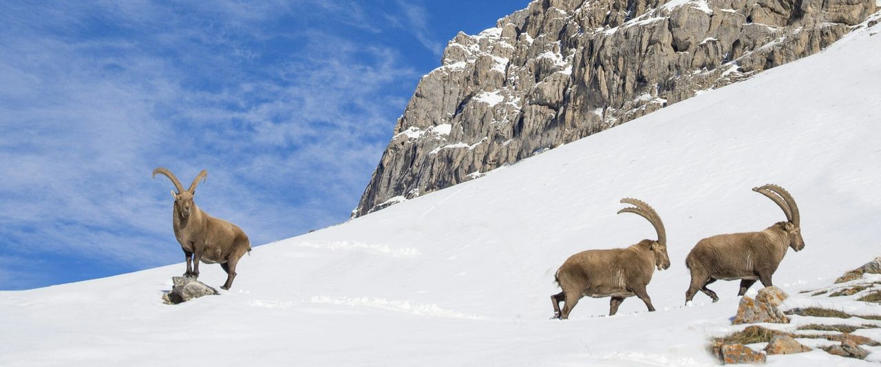  Bouquetins dans le Parc Naturel National des Écrins