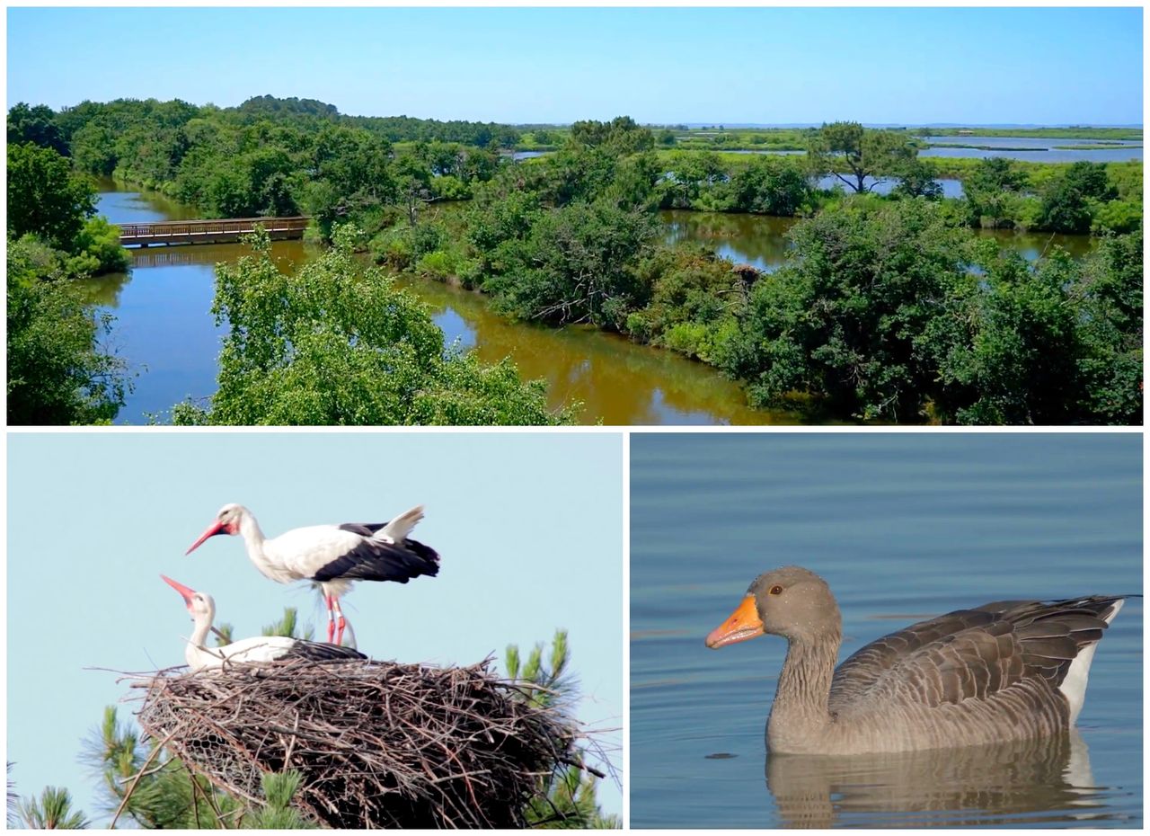 La Réserve Ornithologique du Teich - Gironde - Bassin d'Arcachon