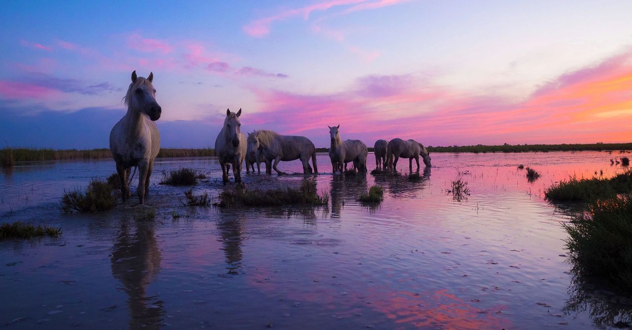 Coucher de soleil - Parc naturel régional de Camargue