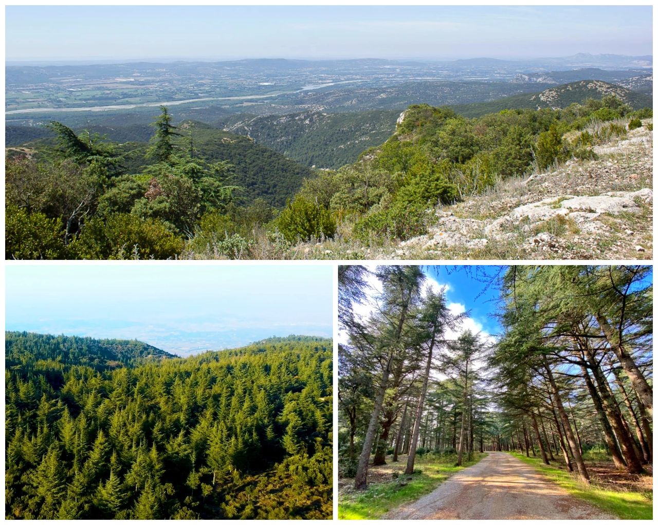 La forêt des cèdres - Luberon