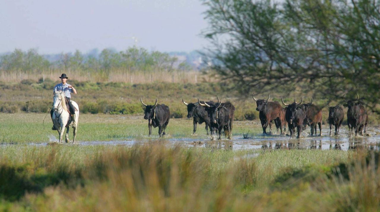 Manade en Camargue