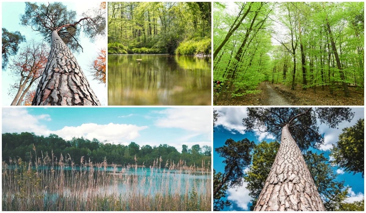 La forêt de Haguenau - Bas-Rhin - Alsace - Les plus belles forêts de France.