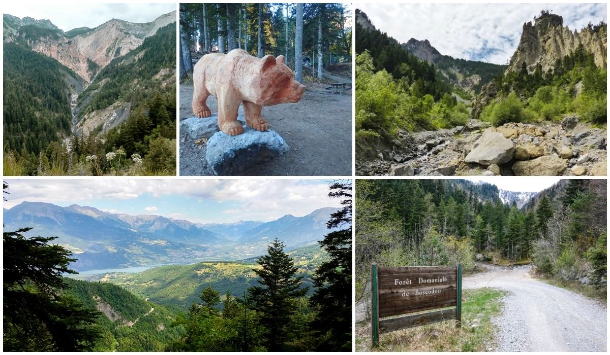 La forêt de Boscodon - Hautes-Alpes - Les Plus Belles Forêts de France