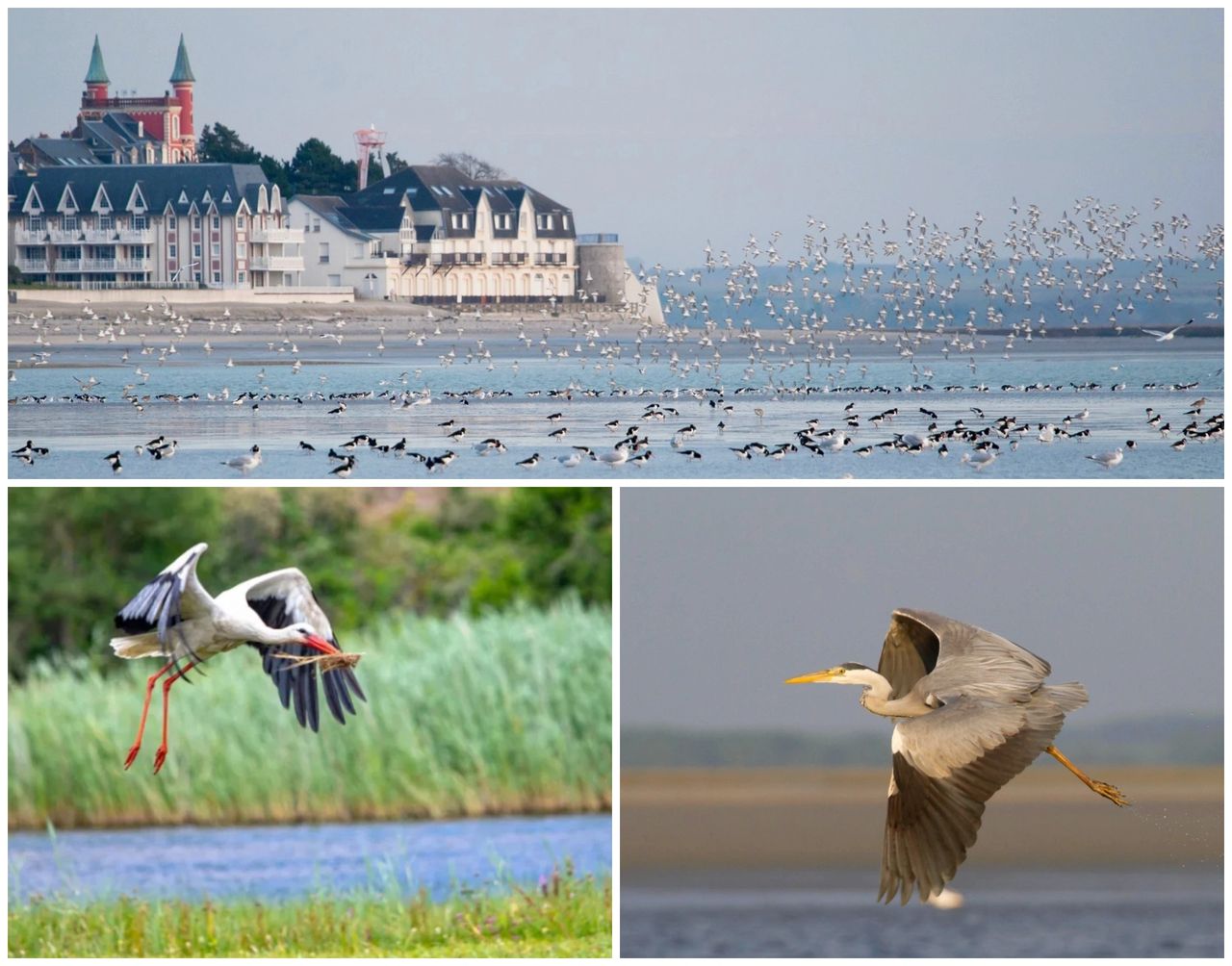 La Réserve Naturelle Nationale de la Baie de Somme 