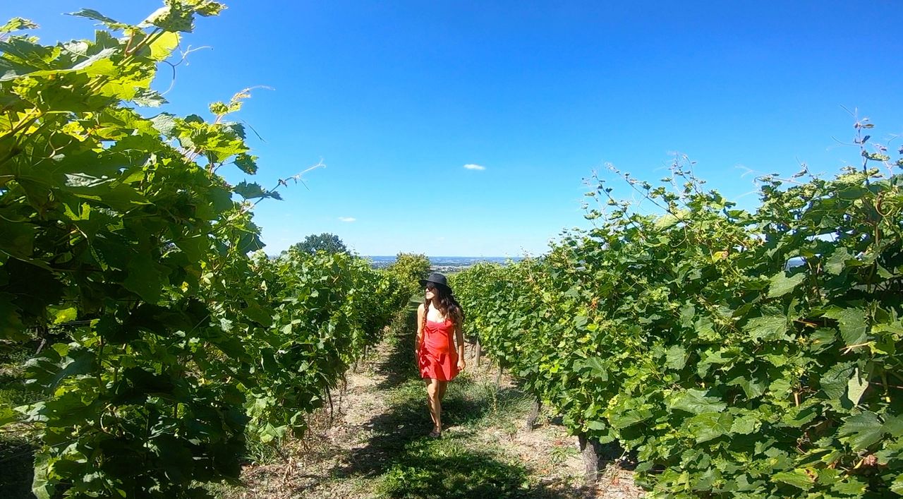 Château Monbazillac vignoble