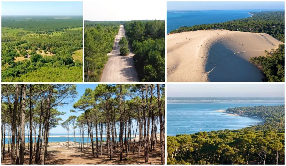 La forêt des Landes de Gascogne - Landes - Gironde - Aquitaine