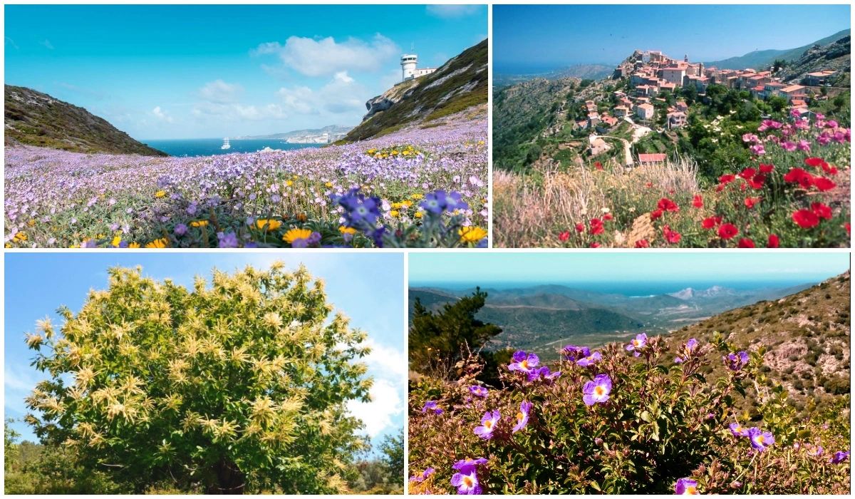 Maquis corse au printemps - Les Plus Beaux Paysages Fleuris de France