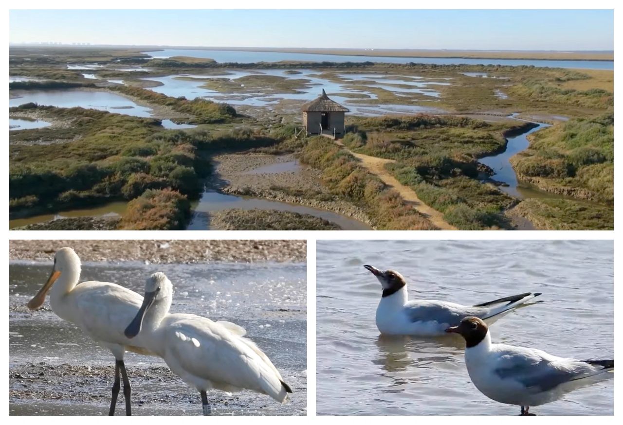 Observation des Oiseaux - Les Marais de l'Odiel - Birdwatching