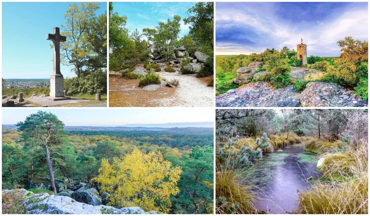 La forêt de Fontainebleau - Seine-et-Marne - Les plus belles forêts de France.