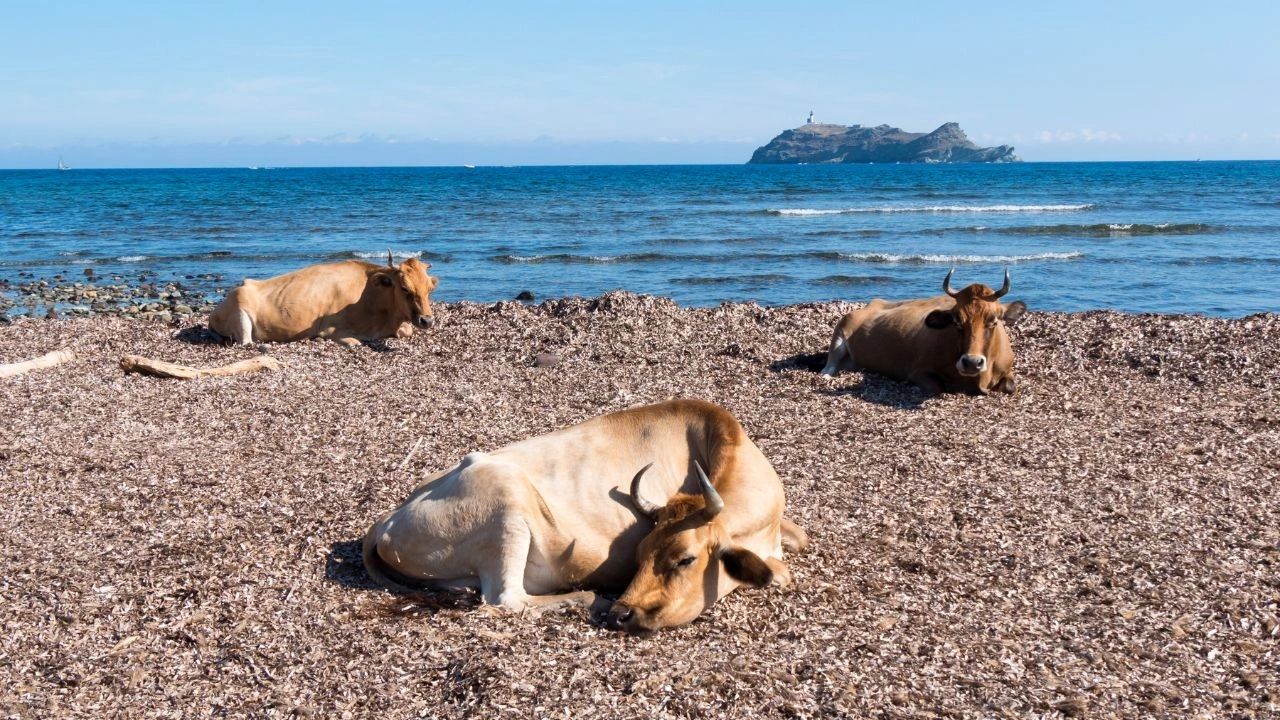 Plage Barcaggio Cap Corse