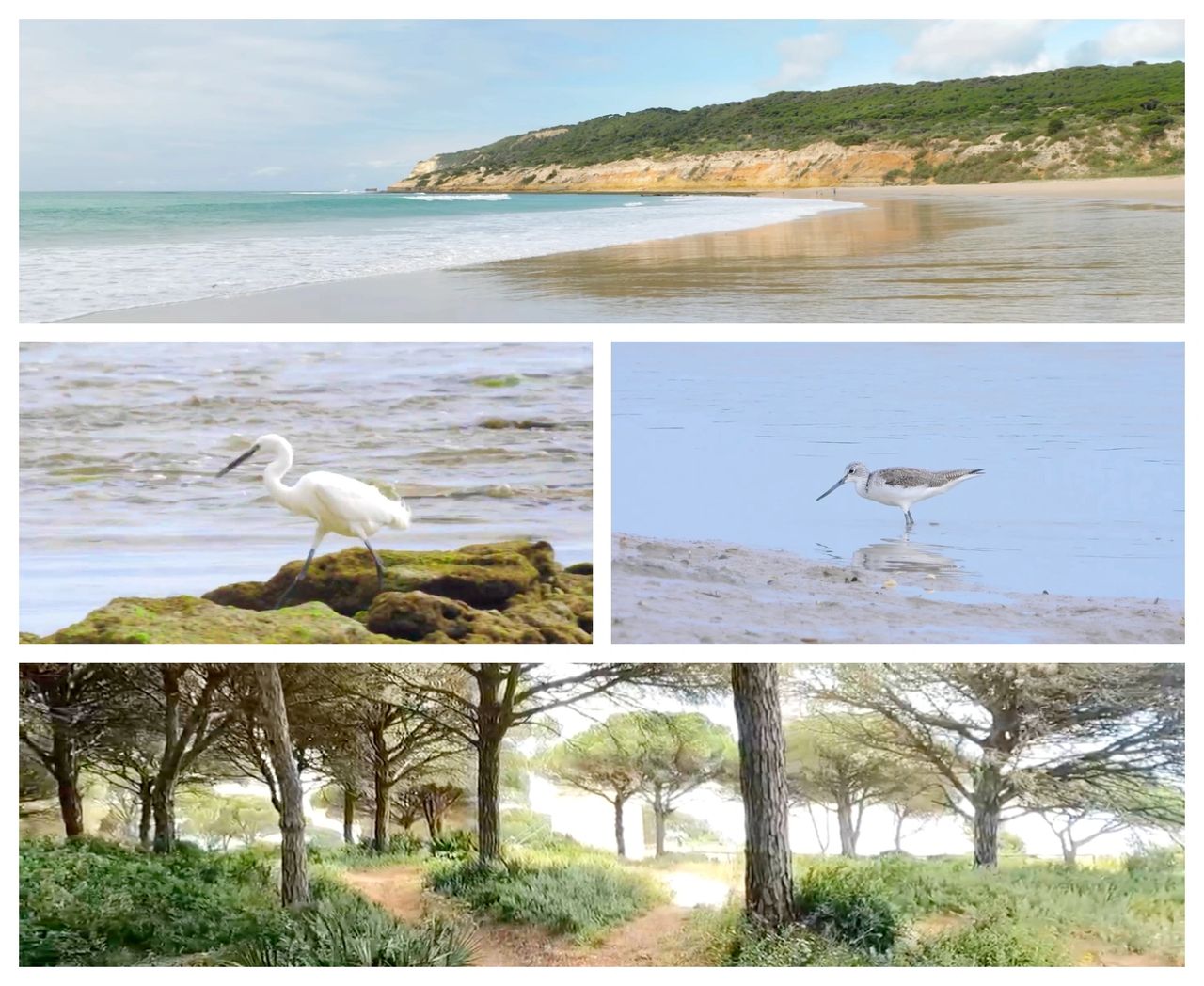 Le Parc Naturel de la Breña y Marismas del Barbate